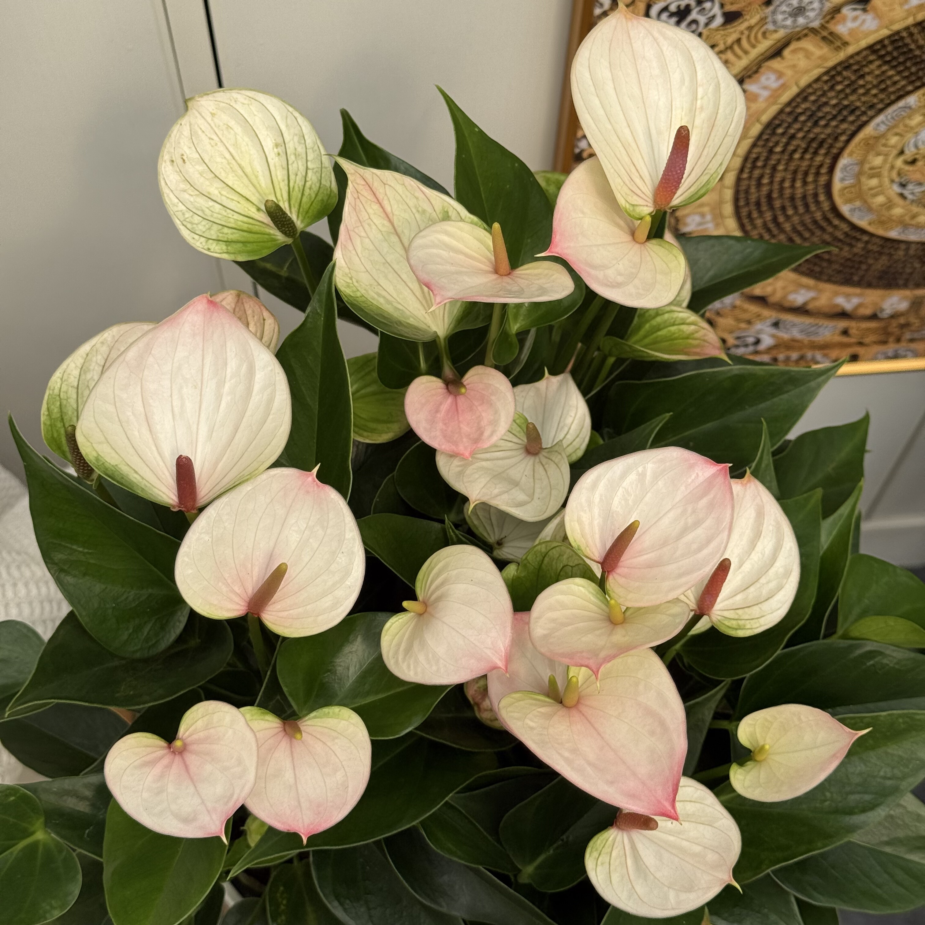 粉丽帕  小型粉白色红掌彩掌盆栽花卉室内耐阴好养