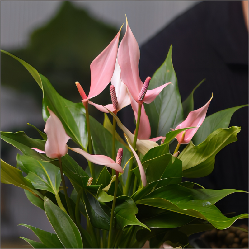 高端粉掌紫掌莉莉齐祖进口品种彩掌耐阴可水培室内开花绿植盆栽