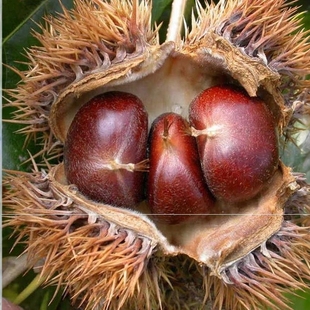 野生板栗秦岭陕南新鲜野油板栗毛栗仁板票子非迁西板栗野生毛栗子