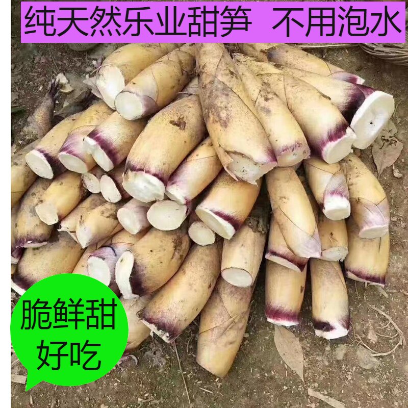 广西乐业新鲜甜笋冬笋农家现挖野生带壳脆嫩鲜毛竹笋春笋蔬菜顺丰