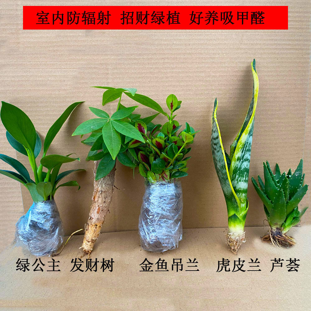 发财树防辐射吸甲醛室内好养
