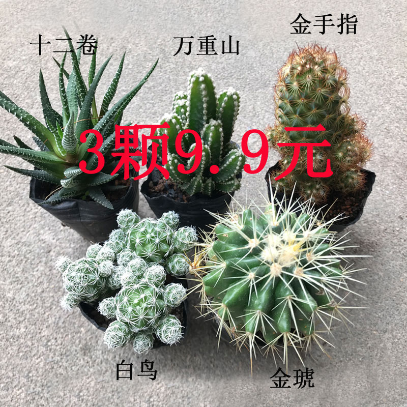 新品多肉仙人掌仙人球芦荟花防辐射桌面办公室肉肉组合万重山