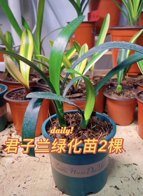君子兰绿花苗赵姥爷精品君子兰绿花2颗小苗随机发带盆3-4叶翡翠绿