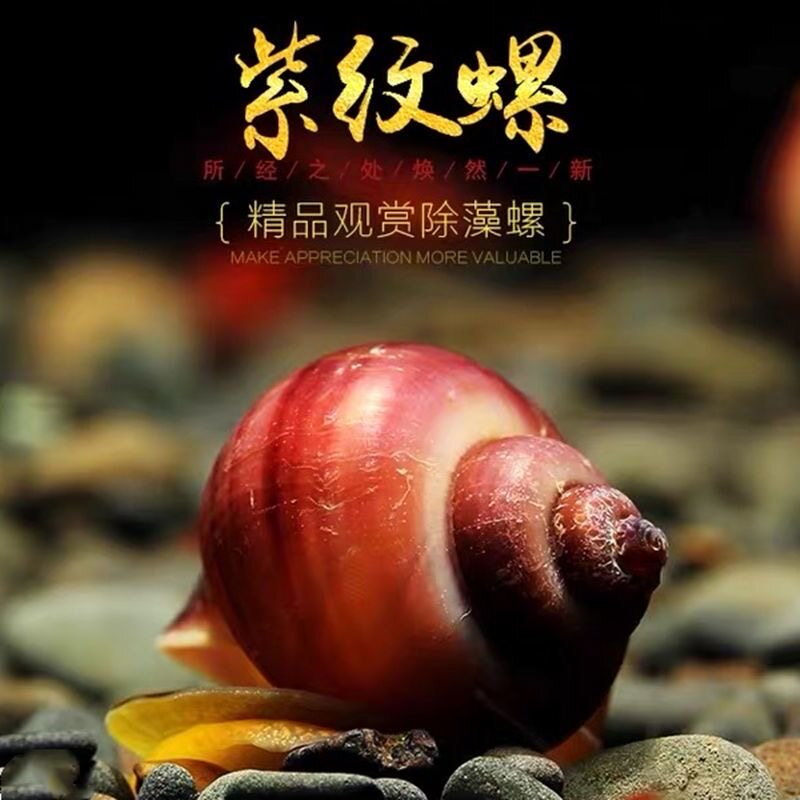 苹果螺神秘螺紫纹螺黄金螺象牙白玉观赏螺工具螺宠物活体草缸除藻