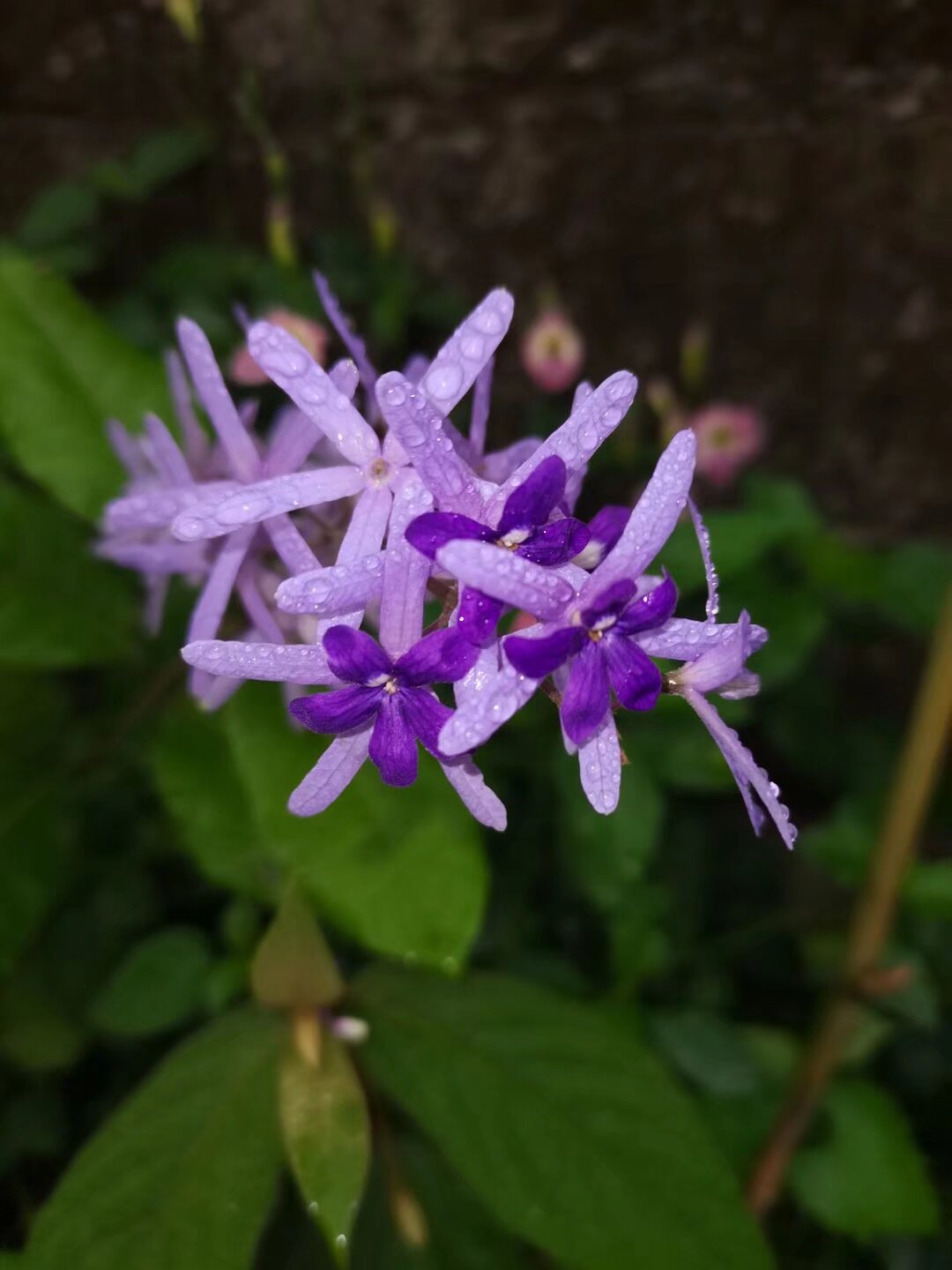 泰国大叶蓝花藤 许愿藤女王花环网红 拱门花卉 蓝花藤 花墙植物