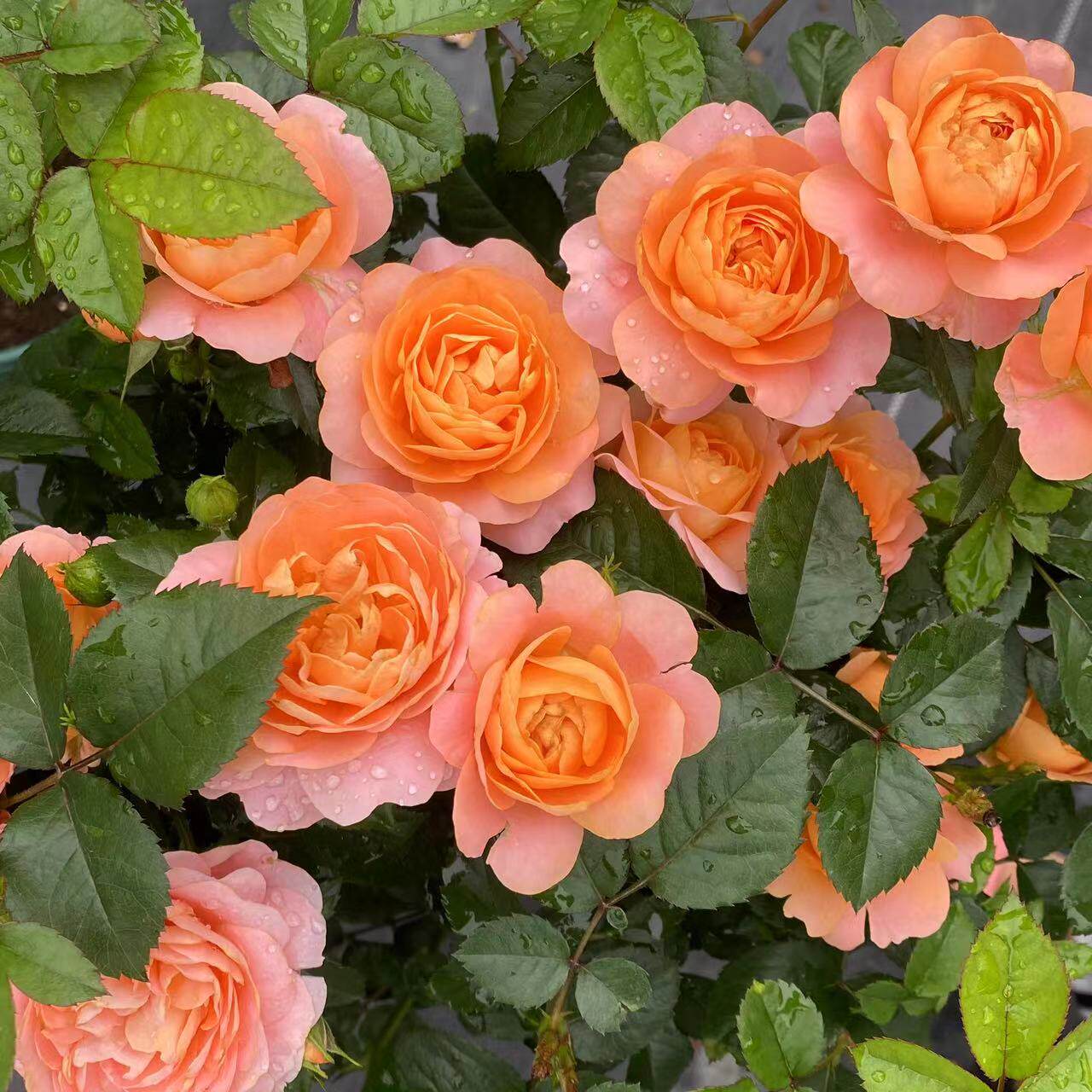 邻家花园 果汁阳台1加仑新手阳台月季橙色有香味阳台露台