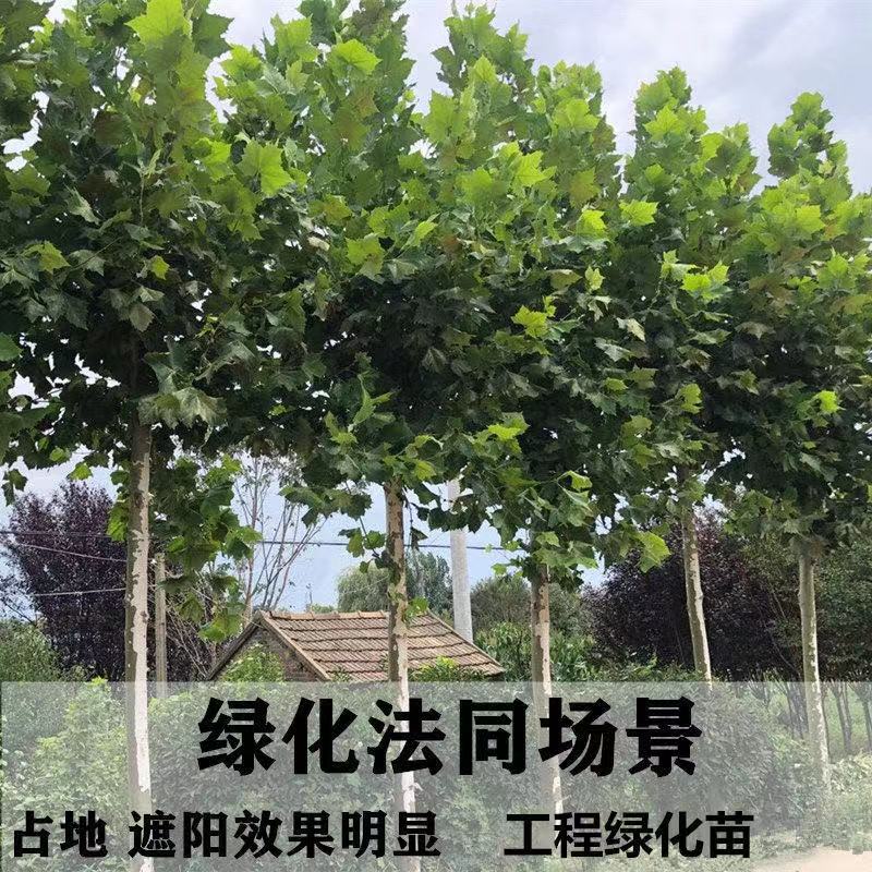 法国梧桐树苗速生法桐苗庭院法桐树苗泡桐树苗青皮梧桐苗法桐小苗