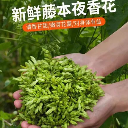 夜来香20 斤夜兰花食用夜香花苗新鲜花蕾月见草酒店特色食材野菜