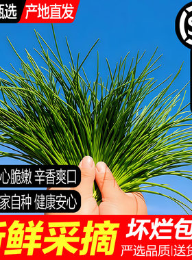 京东包邮民勤沙葱新鲜蔬菜