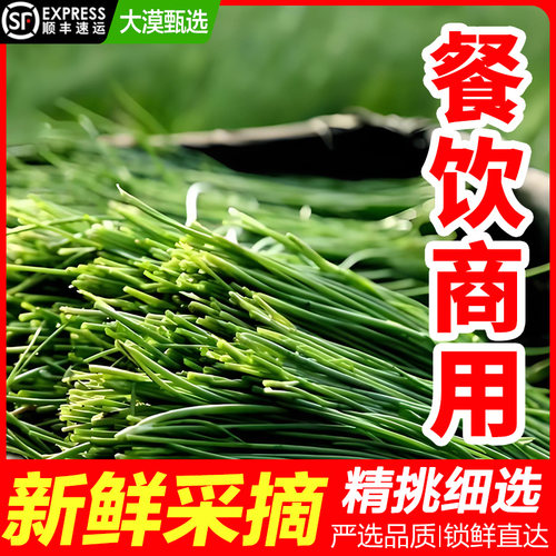 顺丰包邮民勤沙葱新鲜蔬菜