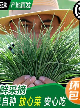 新鲜沙葱甘肃民勤特产农家自种新鲜蔬菜非内蒙野生沙葱野葱小葱