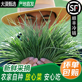 新鲜沙葱甘肃民勤特产农家自种新鲜蔬菜非内蒙野生沙葱野葱小葱
