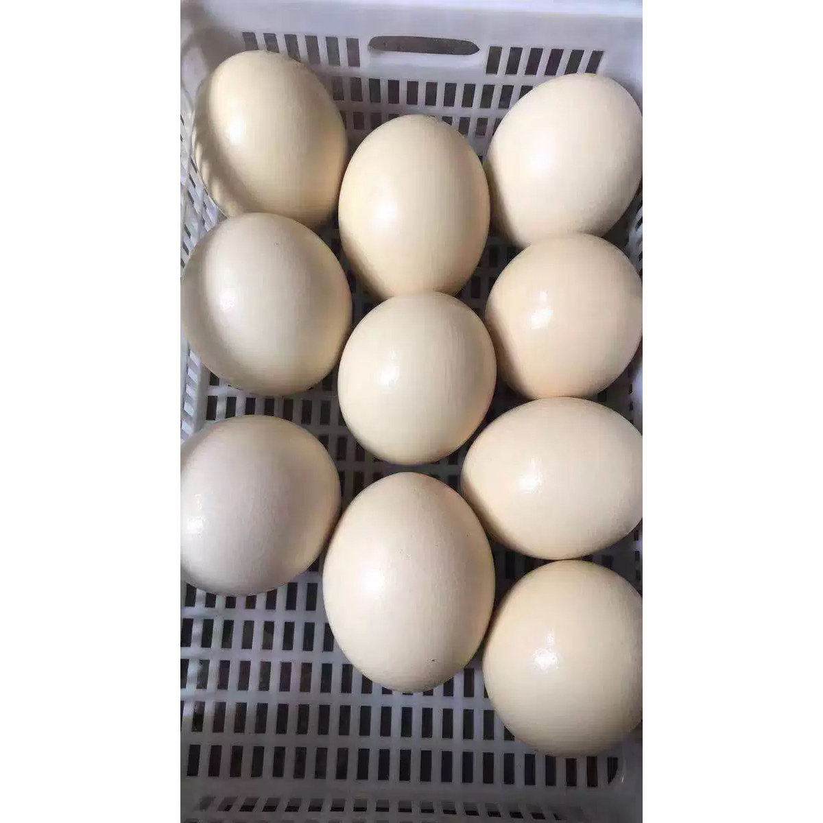 顺丰包邮新鲜食用鸵鸟蛋鸵鸟蛋礼其它