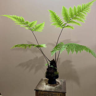 水培植物蕨类盆栽红磷蕨苔藓球一叶蕨办公室内好养新中式禅意绿植