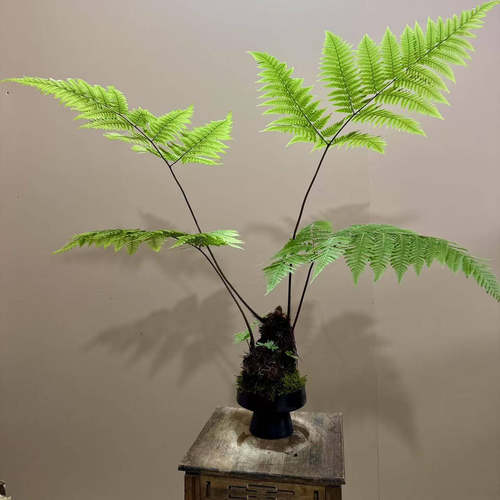 水培植物蕨类盆栽红磷蕨苔藓球