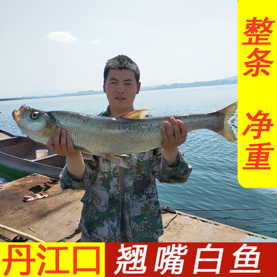 丹江口市翘嘴白鱼大白刁