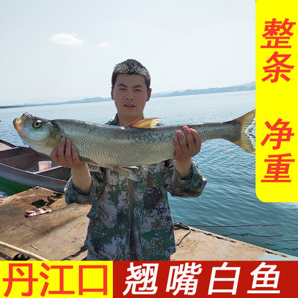 丹江口市翘嘴鲌鱼[大鱼专拍]大白刁子鱼淡水鱼大白鱼新鲜翘壳鱼