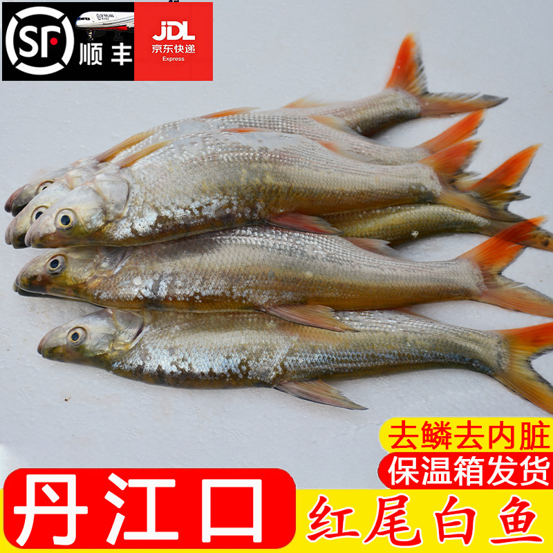 丹江口市红尾巴白鱼红梢边淡水鱼新鲜净膛现杀尖嘴鸭嘴翘蒙古红鲌