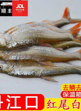 丹江口市红尾巴白鱼红梢边淡水鱼新鲜净膛现杀尖嘴鸭嘴翘蒙古红鲌