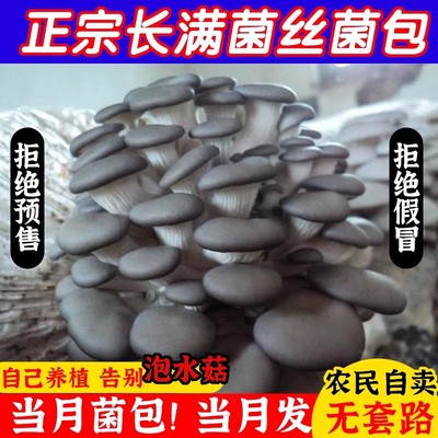 多肉盆栽喷水新鲜蘑菇种植包菌种儿童平菇农产地直发趣味益智菌包
