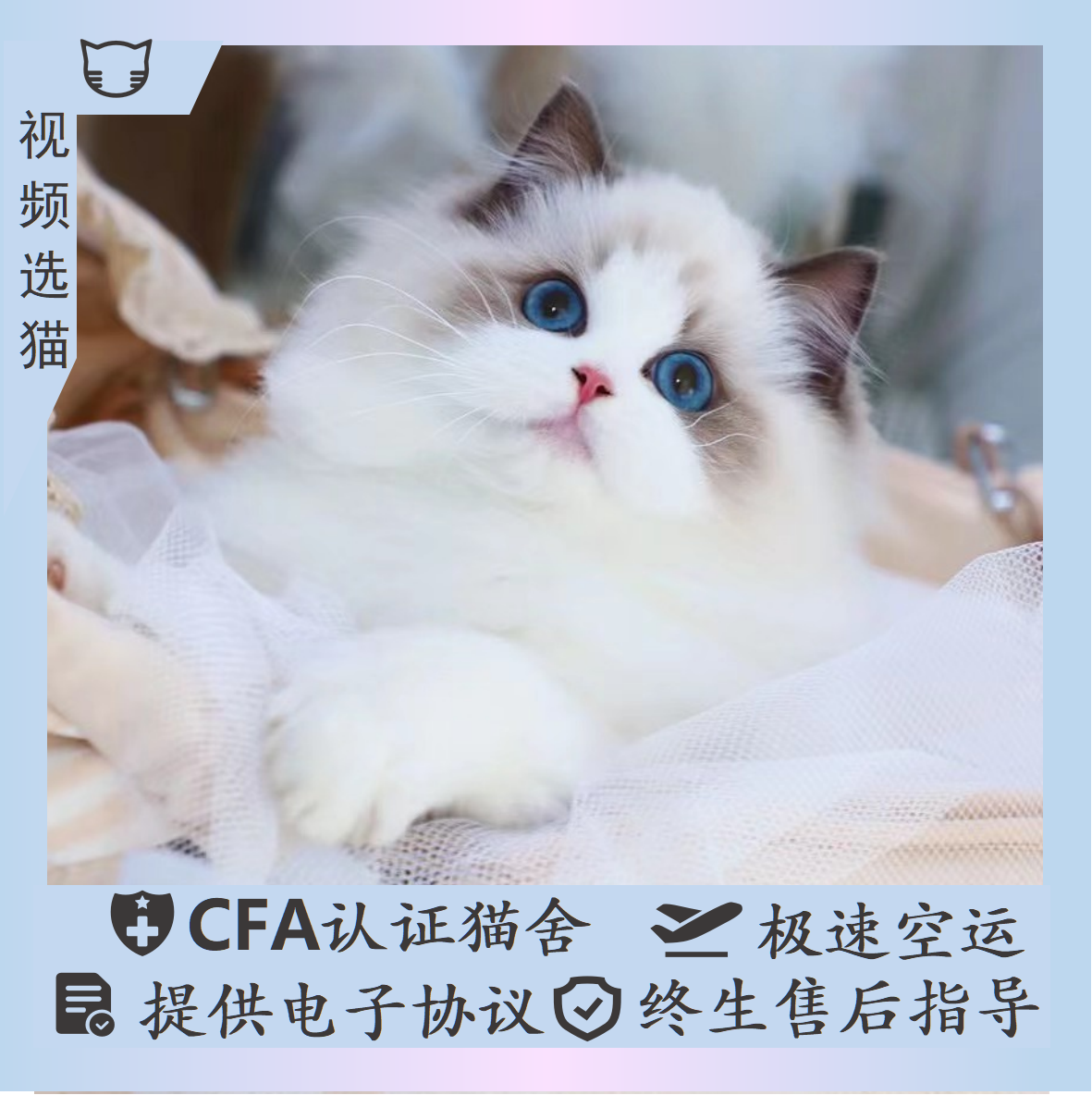 赛级双血统纯种cfa布偶猫仙女猫幼猫海双蓝双布偶猫活体猫咪幼崽