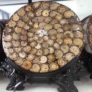 天然马达加斯加菊石螺盘化石玉化螺拼接摆件化石切片家居教学摆件