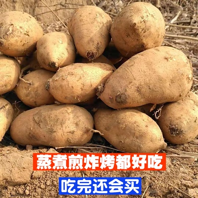 老品种黄皮黄心黄壤红薯地瓜狼牙山红薯易县白薯番薯非蜜薯紫薯