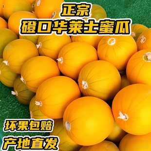 正宗磴口华莱士蜜瓜9-10斤装整箱河套蜜瓜水果网纹瓜甜瓜巴盟特产