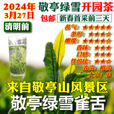 2024敬亭绿雪开园首采雀舌文化茶