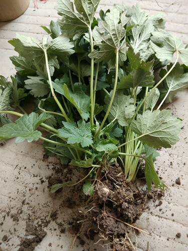 野生现挖新鲜红花包邮益母草