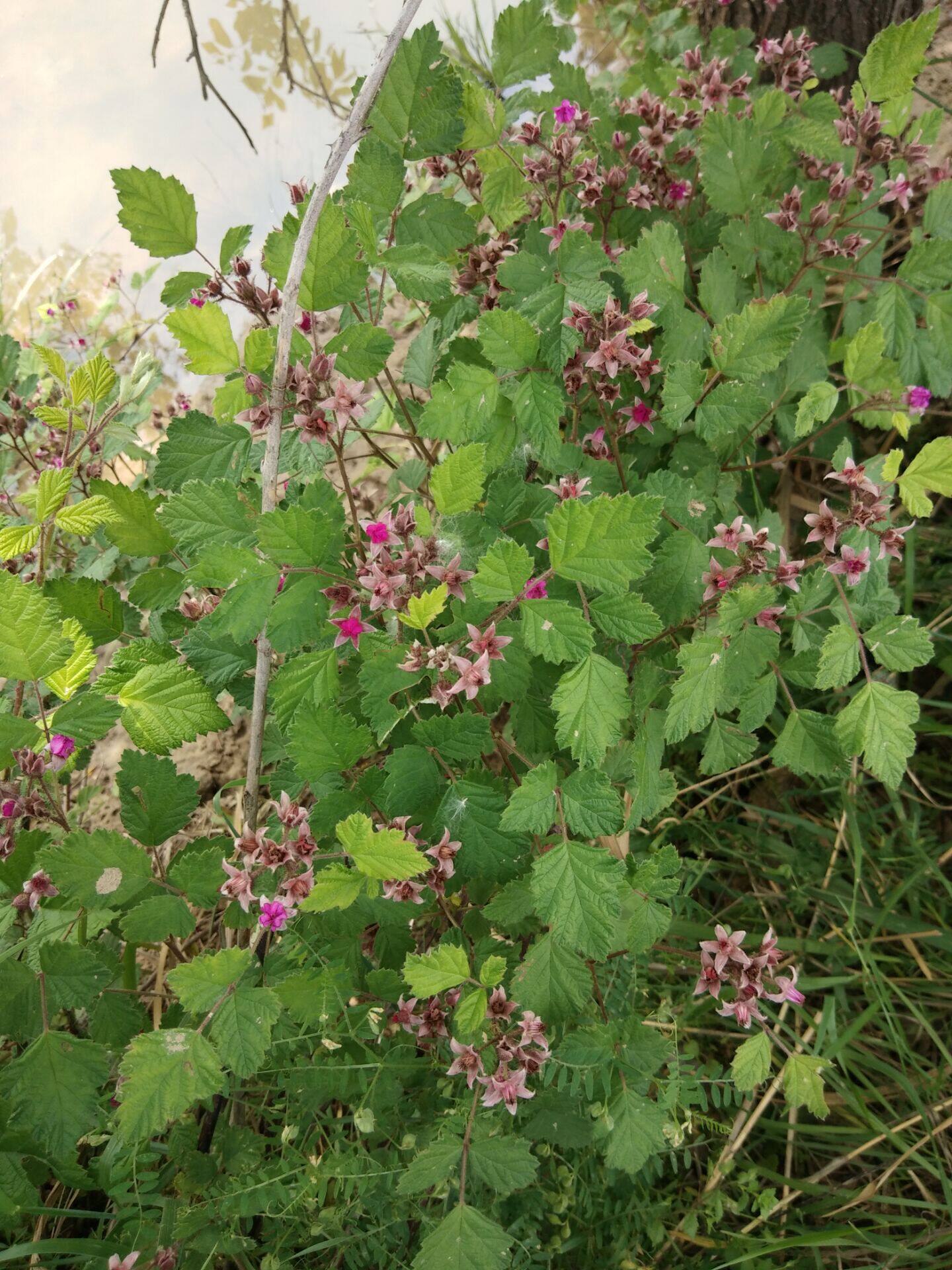 新鲜茅莓 蛇泡簕 三月泡 红梅消 虎波草 薅秧藨现挖500g包邮