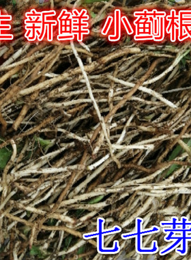 深山现挖小蓟根部 新鲜 野菜250克包邮 刺刺菜 刺儿芽七七芽