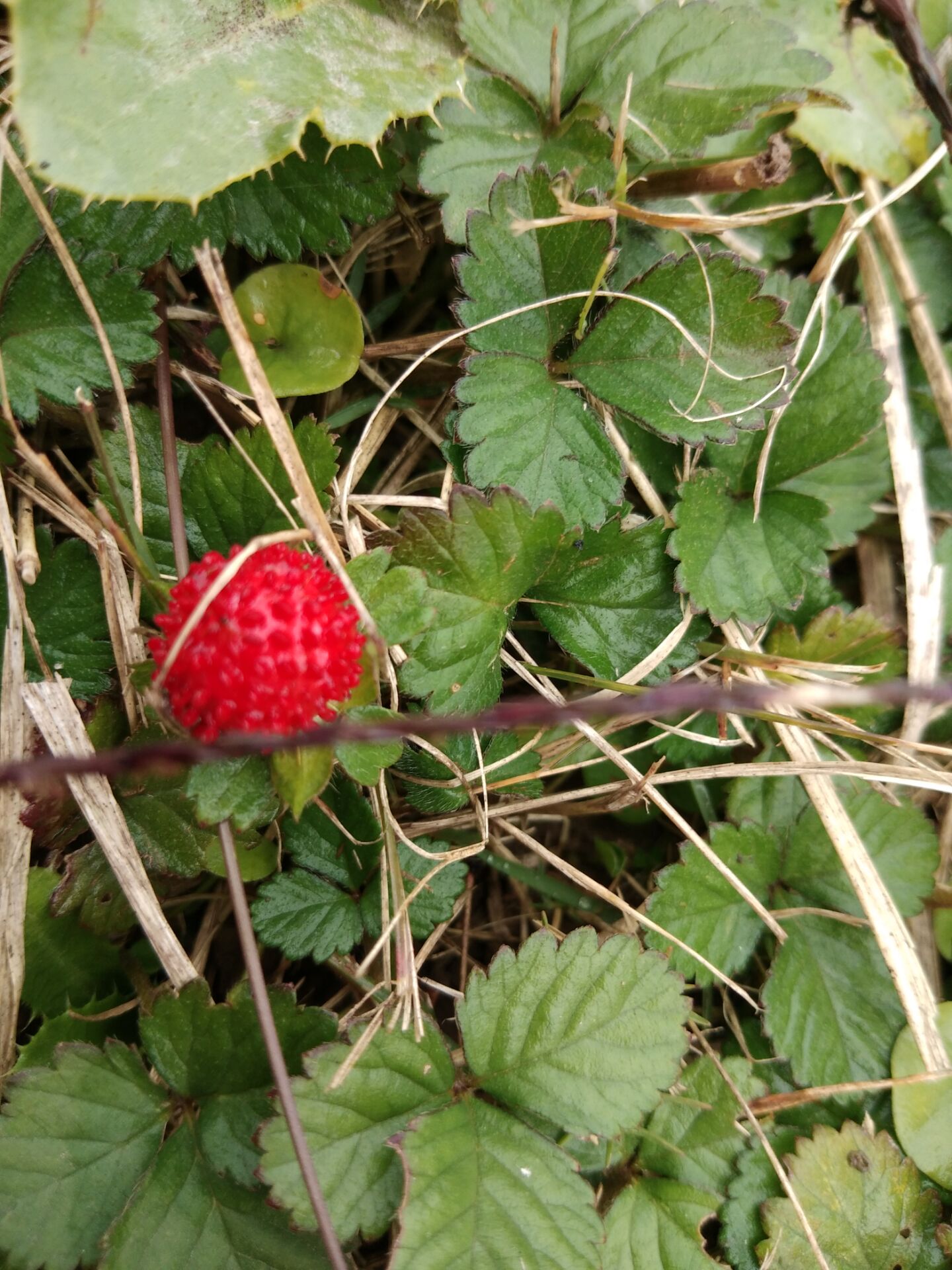 新鲜蛇莓草 新鲜现挖野草莓 整棵全草500g包邮蛇泡草龙吐珠三爪风