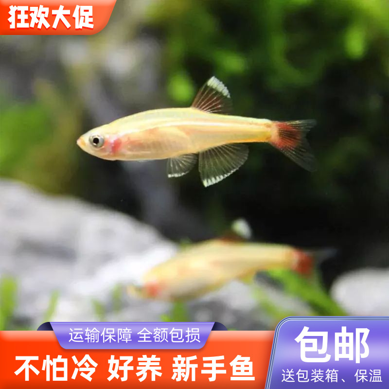 黄化红金丝灯新手好养活不加温冷水小型水草鱼缸观赏鱼微景观包邮