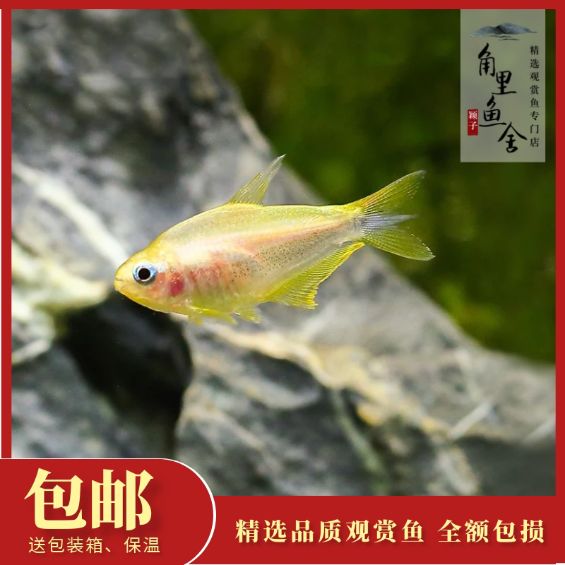 「角里鱼舍」黄金帝王灯科鱼水族箱淡水热带鱼观赏鱼宠物鱼活体