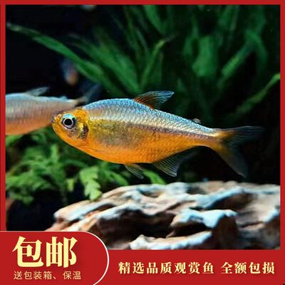 自营渔场灯鱼中端观赏鱼黄金可卡