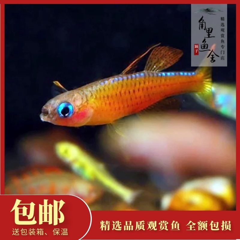 「角里鱼舍」橘红燕子灯鱼淡水草缸小型鱼热带鱼观赏鱼宠物活体,宠物/宠物食品及用品,鱼,淘宝优惠券,粉丝福利购,淘宝优惠卷