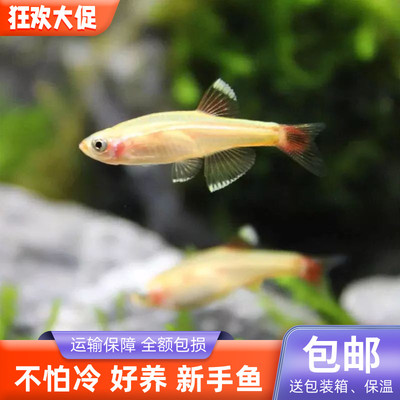 不怕冷小型冷水鱼淡水好养耐活