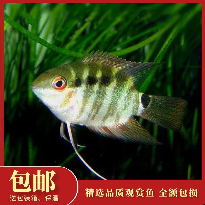 画眉鲷南美慈鲷鱼食土鲷热带观赏鱼群游可混活体淡水易饲养养搭配