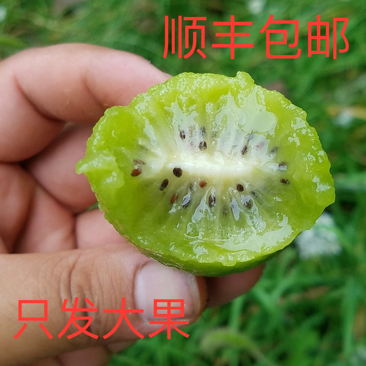 周至翠香猕猴桃奇异果老人孕妇儿奇异果/猕猴桃