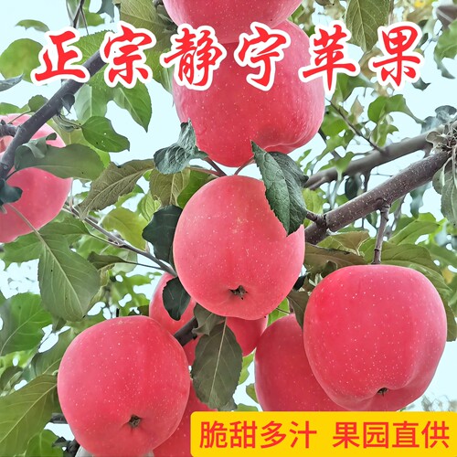 甘肃苹果静宁苹果冰糖心红富士
