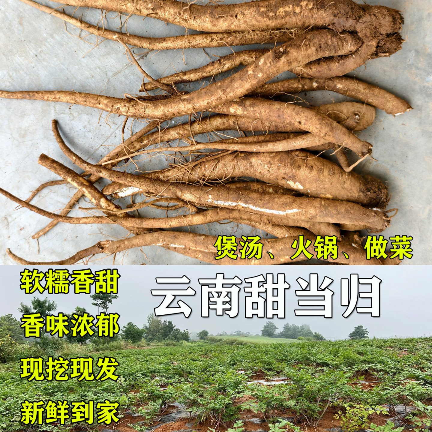 云南新鲜甜当归整根散装西归独角归包邮新鲜现挖煲汤药材芹根1kg