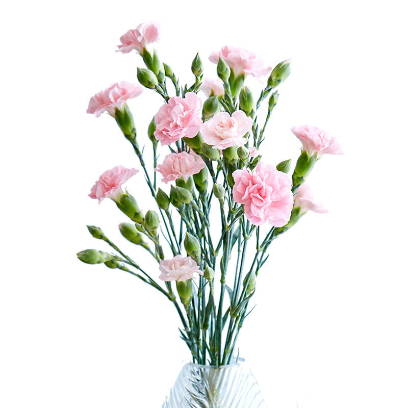 多头康乃馨 3支/束 颜色随机