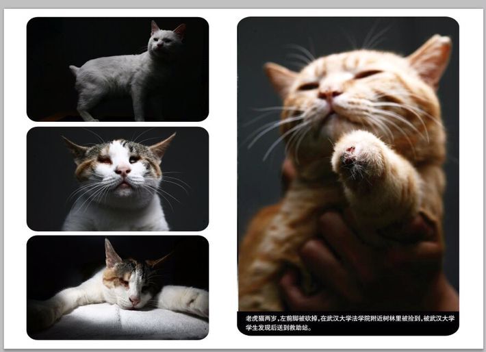 武汉猫网十典专属印制实物明信片 25元 包邮-黄胖子的故事