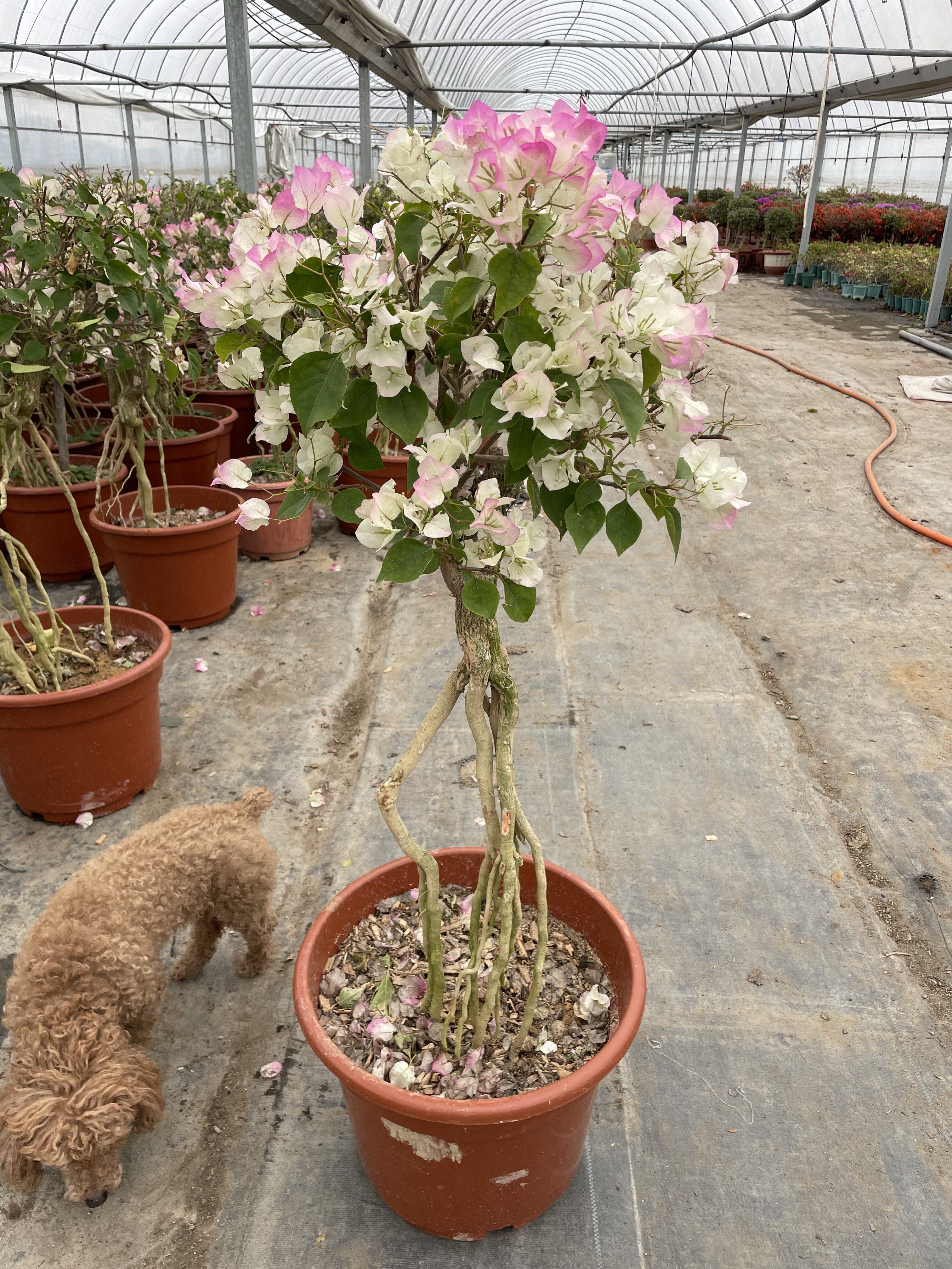 三角梅绿荫提根老桩棒棒糖四季开花好养活地栽庭院阳台盆栽花卉