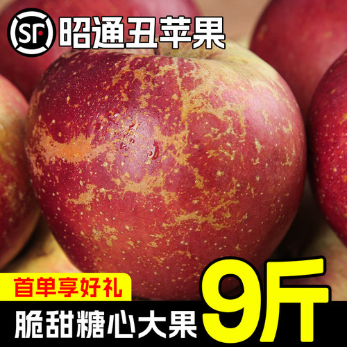 云南昭通丑苹果！送货上门！