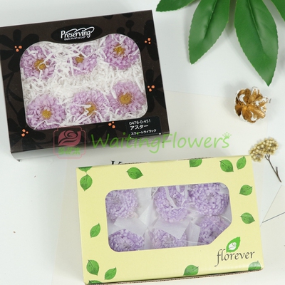 永生花五月菊florever材料包