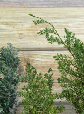 大地农园01322/03122进口花DIY花环原材料永生花圣诞节软雪松枝