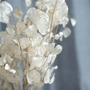 银扇叶天然干花摆件插花瓶北欧ins植物花艺设计真花装饰银扇草