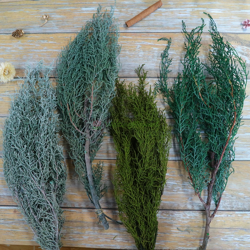 等花来进口大地农园圣诞松针